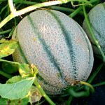 melone