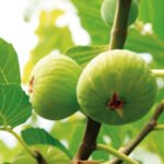 fichi-autoctono-basilicata-azienda-agricola