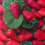 fragole-metaponto-scanzano