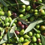 olive-azienda-agricola-scanzano-jonico-metaponto