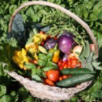 ortaggi-azienda-agricola-32