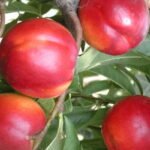 pesche-azienda-agricola-basilicata