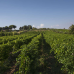 Screenshot 2026-04-15 alle 12.08.52